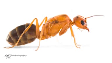 Dorymyrmex bureni photo 5