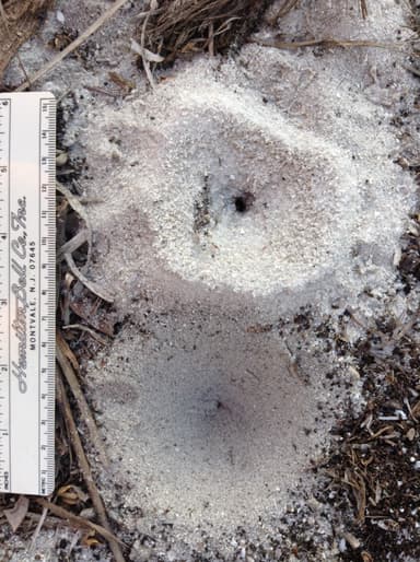 Dorymyrmex bureni photo 22