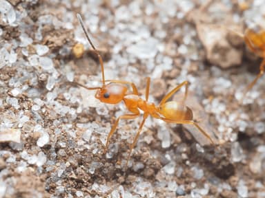 Dorymyrmex bureni photo 23