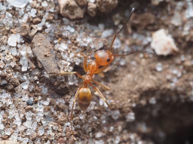 Dorymyrmex bureni photo 24
