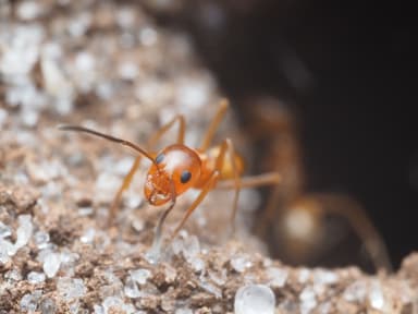 Dorymyrmex bureni photo 25