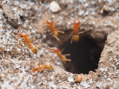 Dorymyrmex bureni photo 26