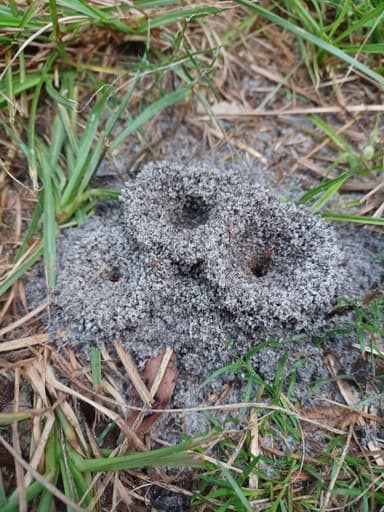 Dorymyrmex bureni photo 27