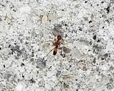 Dorymyrmex bureni photo 28