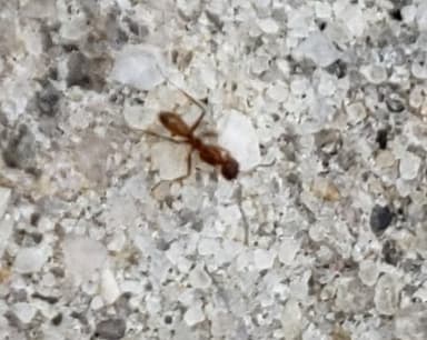 Dorymyrmex bureni photo 29