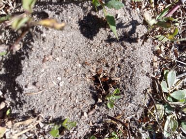 Dorymyrmex bureni photo 30