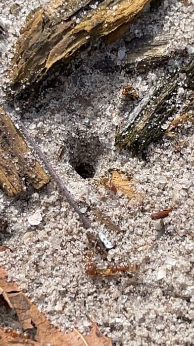 Dorymyrmex bureni photo 35