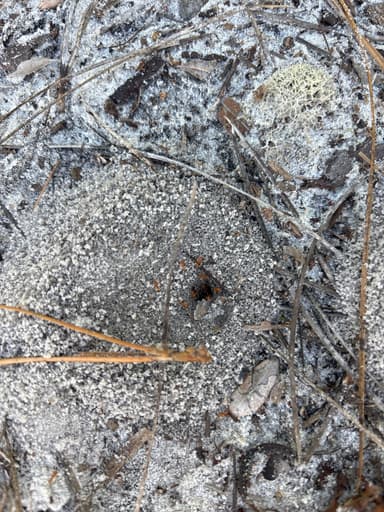 Dorymyrmex bureni photo 38