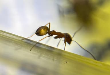 Dorymyrmex bureni photo 39