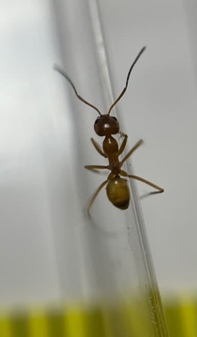 Dorymyrmex bureni photo 40