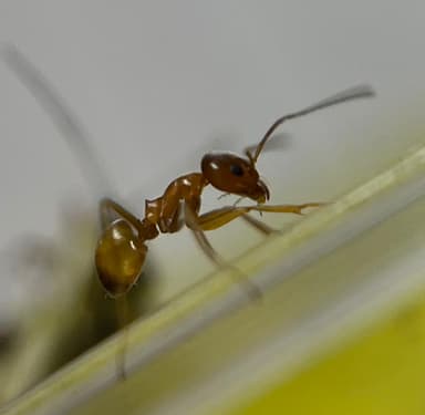 Dorymyrmex bureni photo 41
