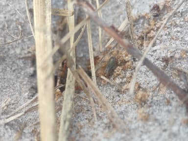 Dorymyrmex bureni photo 43