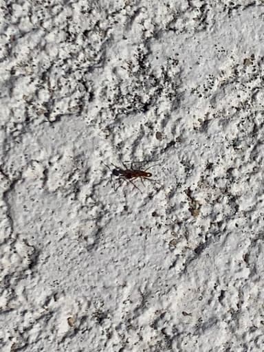 Dorymyrmex bureni — colony photo 44