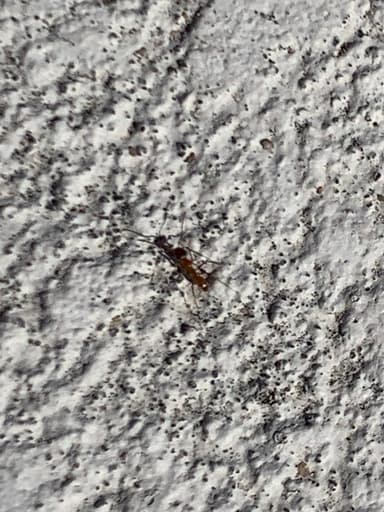 Dorymyrmex bureni — colony photo 45