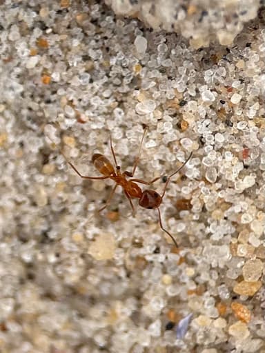 Dorymyrmex bureni photo 46