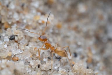 Dorymyrmex bureni photo 47
