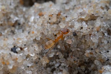 Dorymyrmex bureni photo 48