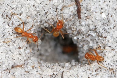 Dorymyrmex bureni photo 6