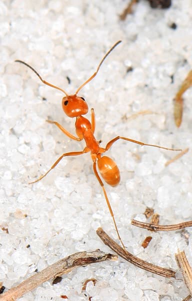 Dorymyrmex bureni photo 7