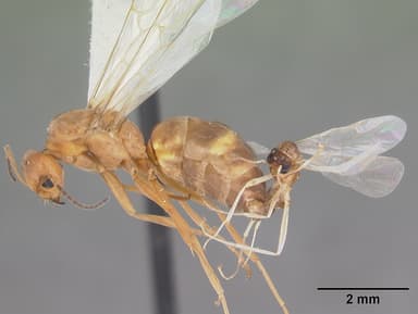 Dorymyrmex bureni — queen photo 13