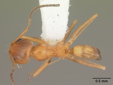 Dorymyrmex bureni — queen photo 15