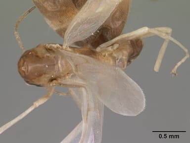 Dorymyrmex bureni — queen photo 16