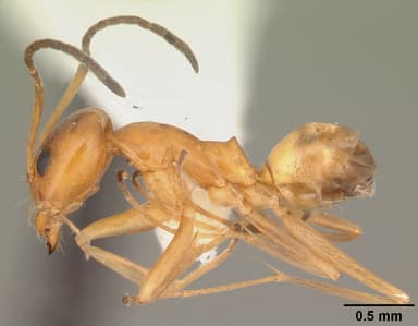 Dorymyrmex bureni — queen photo 18