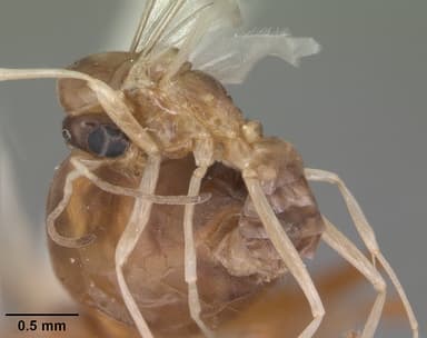 Dorymyrmex bureni — queen photo 19