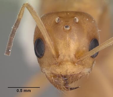 Dorymyrmex bureni — queen photo 20