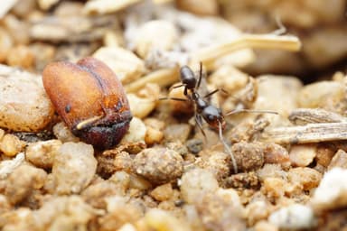 Dorymyrmex insanus photo 12