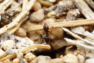 Dorymyrmex insanus photo 14