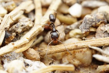 Dorymyrmex insanus photo 15