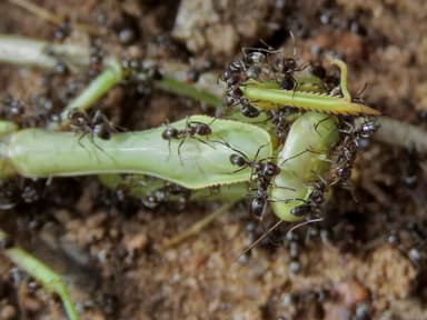 Dorymyrmex insanus photo 16