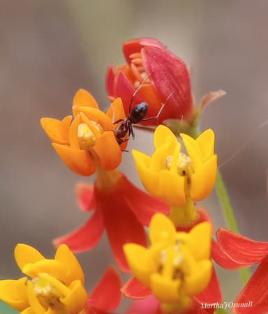 Dorymyrmex insanus photo 18