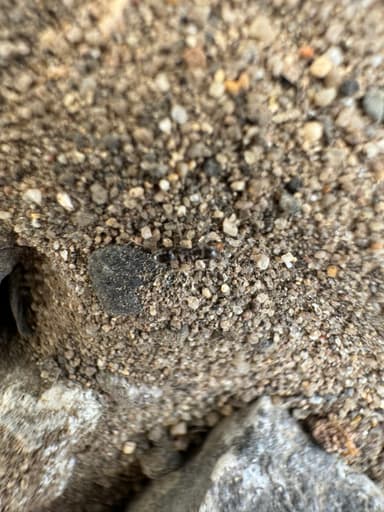 Dorymyrmex insanus photo 19