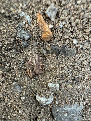 Dorymyrmex insanus photo 20