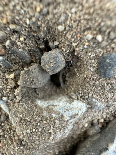 Dorymyrmex insanus photo 21