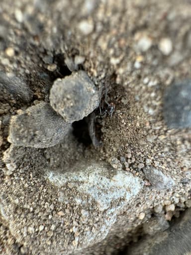 Dorymyrmex insanus photo 22