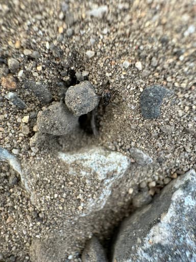 Dorymyrmex insanus photo 23