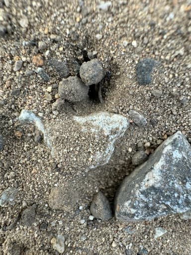 Dorymyrmex insanus photo 24