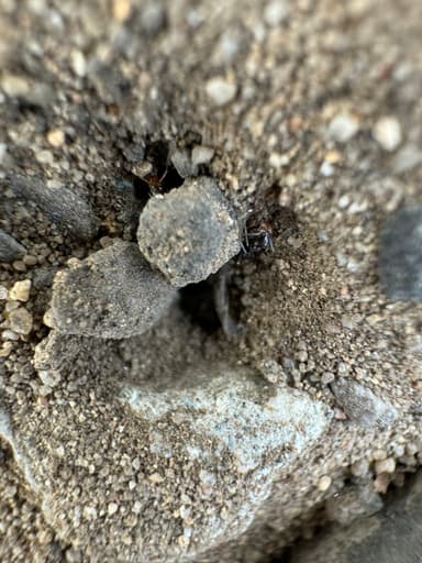 Dorymyrmex insanus photo 25