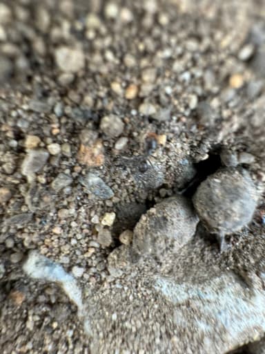 Dorymyrmex insanus photo 26