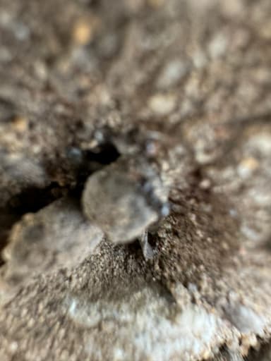 Dorymyrmex insanus photo 27