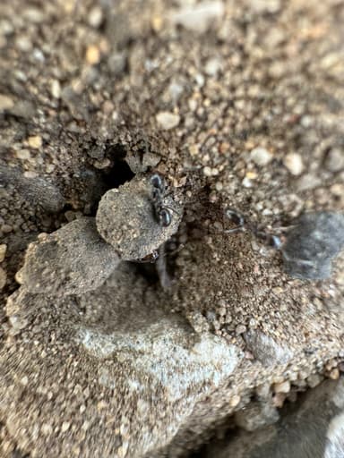 Dorymyrmex insanus photo 28