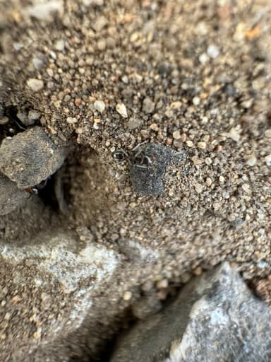Dorymyrmex insanus photo 29