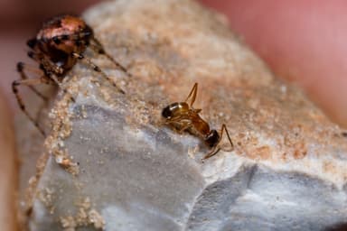 Dorymyrmex insanus photo 30