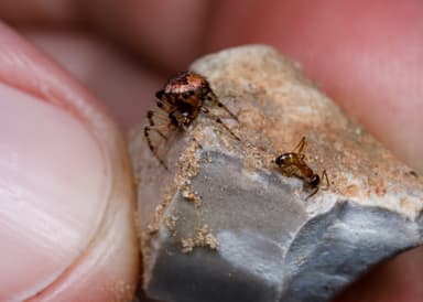 Dorymyrmex insanus photo 31