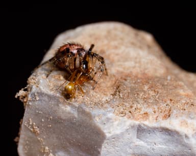 Dorymyrmex insanus photo 33