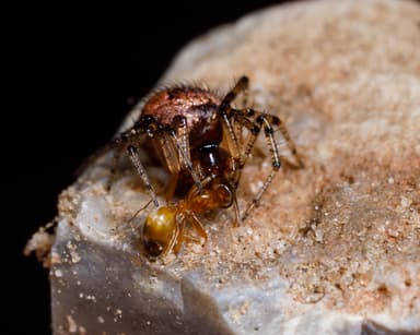 Dorymyrmex insanus photo 34