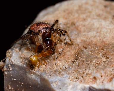 Dorymyrmex insanus photo 35